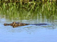 gaia_fly@drive_pantanalnorte_22_fotos_haroldonogueirajr-426