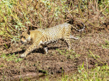 gaia_fly@drive_pantanalnorte_22_fotos_haroldonogueirajr-684