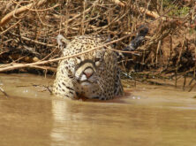 gaia_transpantaneira_24_photos_by_@haroldonoguierajr-133